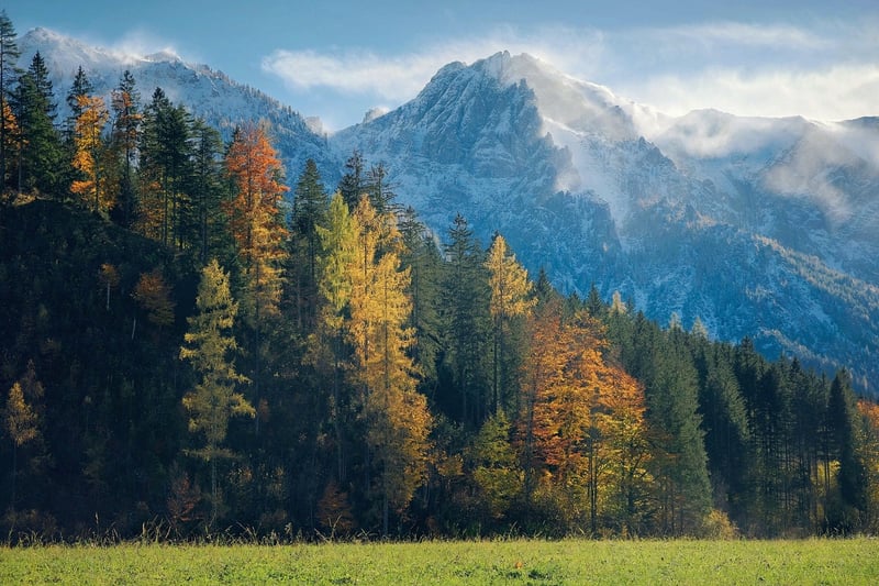 Whispering Meadows